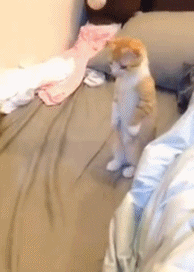 猫咪 扫床 罚站  床单