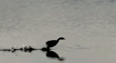 水鸭子 水面 水花 奔跑