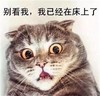 萌宠 舍友日常 搞笑 文字表情包 可爱