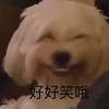萌宠 汪星人 好搞笑哦 哈哈哈 呆萌 可爱