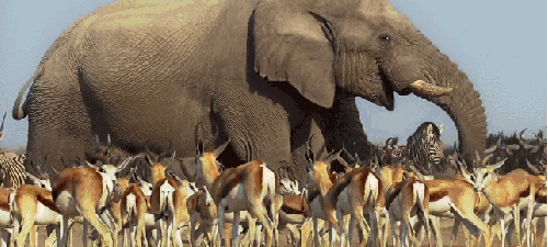 地球脉动 大象 庞大 抬头 纪录片 羊群