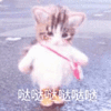 沙雕猫 猫咪 猫 可爱猫 猫表情包 猫咪表情包 小猫