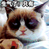 猫咪 生气 搞笑 吃货
