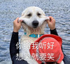 萌宠 汪星人 你给我听好 想哭就要笑 委屈