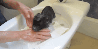 猪 小猪 洗澡 惬意 舒服 黑猪