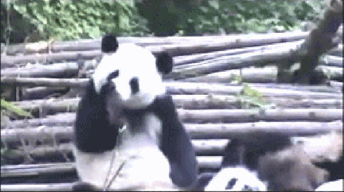 熊猫 摇头 洗脸 木头
