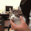 喵星人 搞笑 猫咪 萌宠 猫