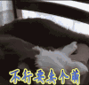 卖萌 萌宠