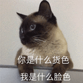 货色 脸色 猫