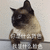 货色 脸色 猫