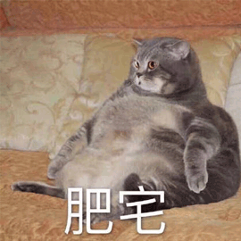 猫gif肥宅gif