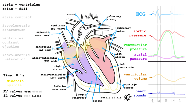 心脏 流淌 蹦跳 器官