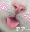 萌宠 猫星人 略略略 吐舌 搞怪 呆萌