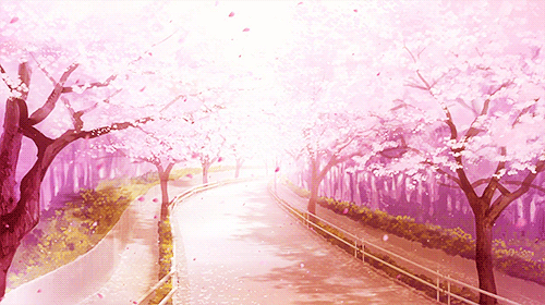 树木 粉红色 落花 道路