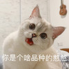 萌宠 猫星人 你是个啥品种的憨憨 好奇 搞怪 逗