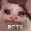 萌宠 猫星人 祝你幸福 难受 呆萌 可爱