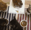 猫咪 喵星人 搞笑 可爱 淘气