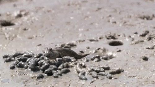 沙子 sand 蜥蜴 呕吐