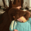 狗狗 可爱 趴着 玩具