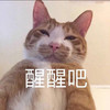 萌宠 猫星人 醒醒吧 兄弟 呆萌 可爱