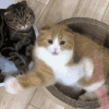 猫咪 喵星人 搞笑 可爱 淘气