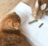 猫咪 可爱 萌宠 喵星人