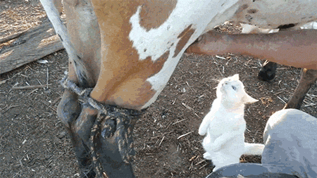 奶牛 牛奶 挤奶 小猫