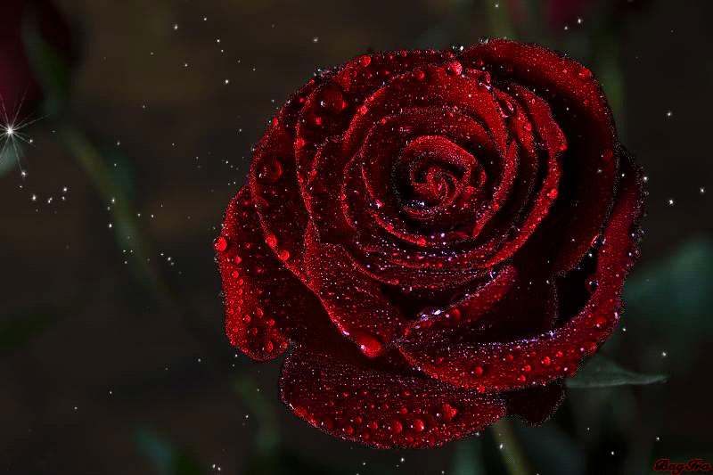 沉思 玫瑰 露珠 红色