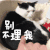 猫咪 可爱 萌宠 别理我