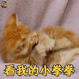 萌宠 猫咪 猫 看我的小拳拳 撩人 soogif soogif出品