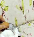 猫咪 鸡蛋 可爱 听话