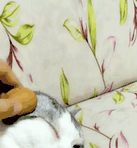 猫咪 鸡蛋 可爱 听话