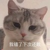 萌宠 猫星人 我错了 下次还敢 呆萌 可爱
