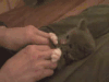 猫咪 可爱 萌萌哒 动物