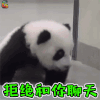 萌宠 熊猫 拒绝 和你聊天 soogif soogif出品