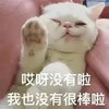 萌宠 猫星人 哎呀没有啦 我也没有很棒啦 呆萌 可爱