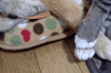 猫咪 睡觉 躺着 姿势