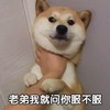 萌宠 汪星人 就问你服不服 警告 呆萌 可爱