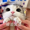 萌宠 猫星人 被迫营业 无奈 搞怪 呆萌
