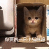 萌宠 猫咪 猫 喵星人 你要凶一只小猫咪吗 委屈 伤心
