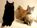 喵星人 萌宠 可爱 猫咪