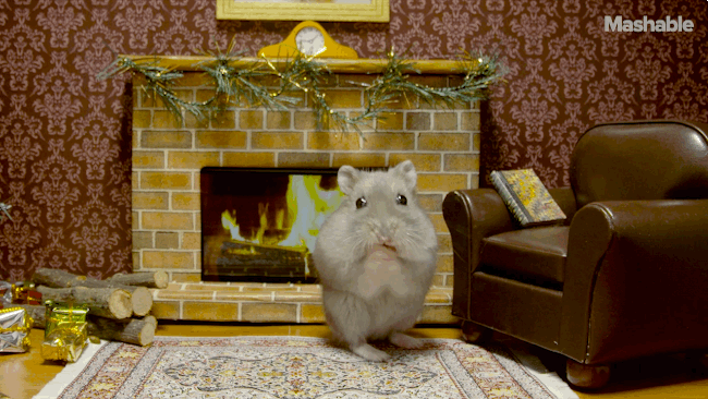 仓鼠 hamster 吃货 萌 壁炉
