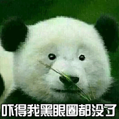 熊猫 国宝 吓得我黑眼圈都没了