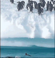 企鹅 跳 远距离 上岸 牛逼 新技能get
