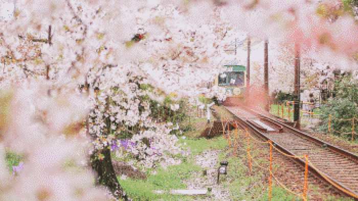 火车 铁轨 樱花 浪漫