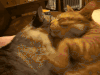 可爱  毛茸茸   搞怪  猫猫