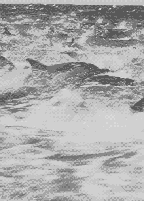 海洋 ocean nature 海豚