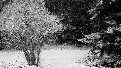 黑白 下雪 树挂 松雪