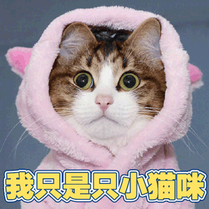 猫 萌宠 喵星人 我只是只小猫咪 soogif soogif出品