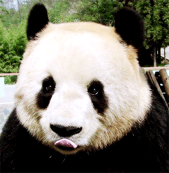 熊猫 伸舌头 呆萌 馋
